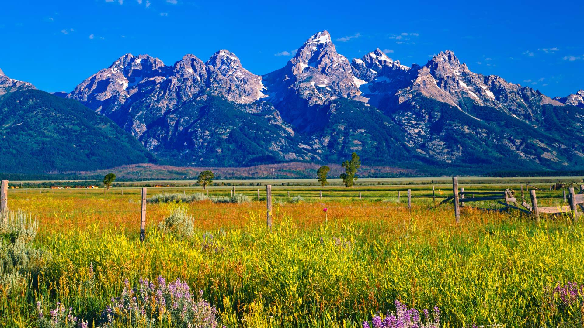 iCapital Market Pulse: All Talk, No Taper at Jackson Hole