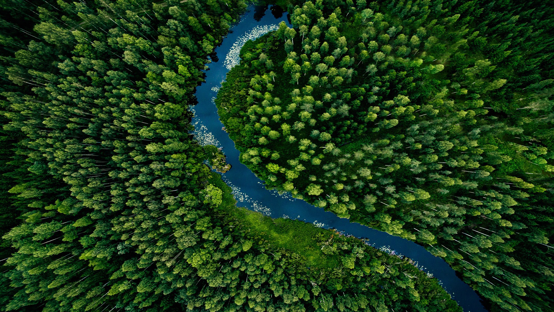 river-running-through-forest-arial-view2