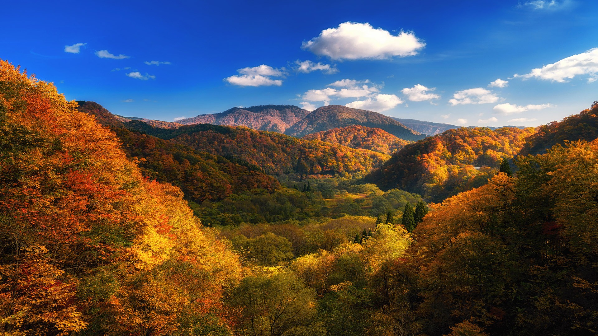 changing-color-of-forest-trees